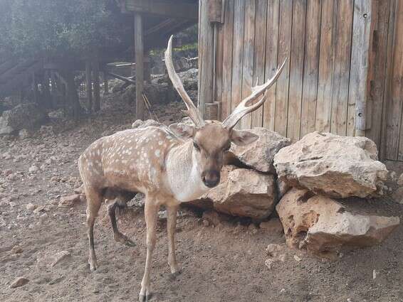 יחמור מס' 10 // צילום: גן החיות התנ"כי